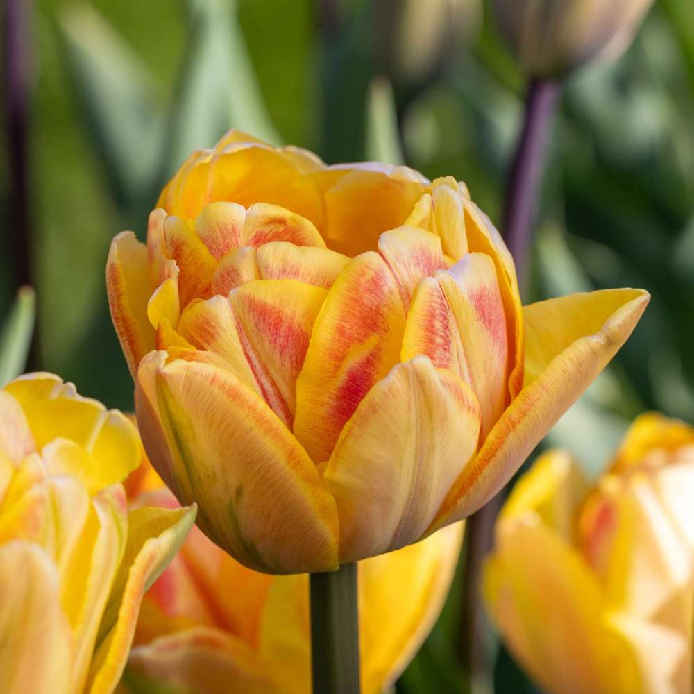 Tulipan 'Foxy Foxtrot'